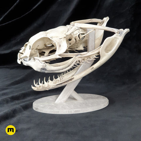 Realistic Snake Skull Collection