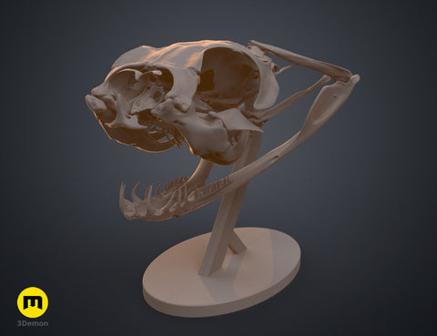 Realistic Snake Skull Collection