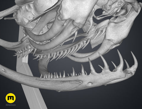 Realistic Skull Collection
