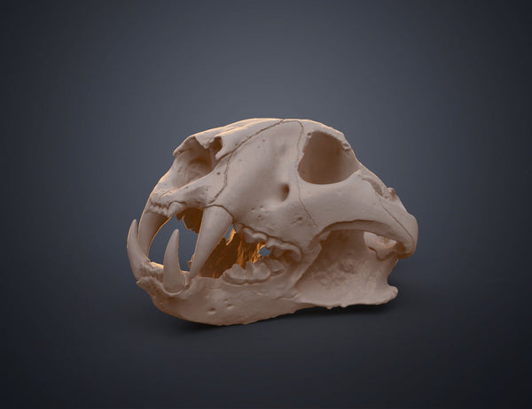 Tiger Skull (Panthera Tigris Tigris)