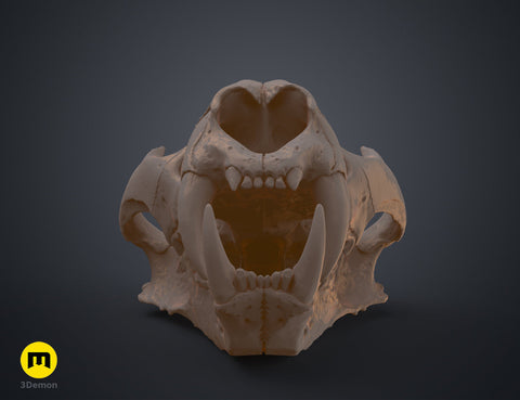 Tiger Skull (Panthera Tigris Tigris)