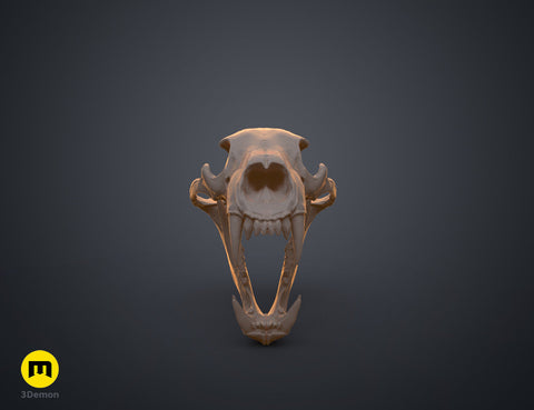 Realistic Skull Collection