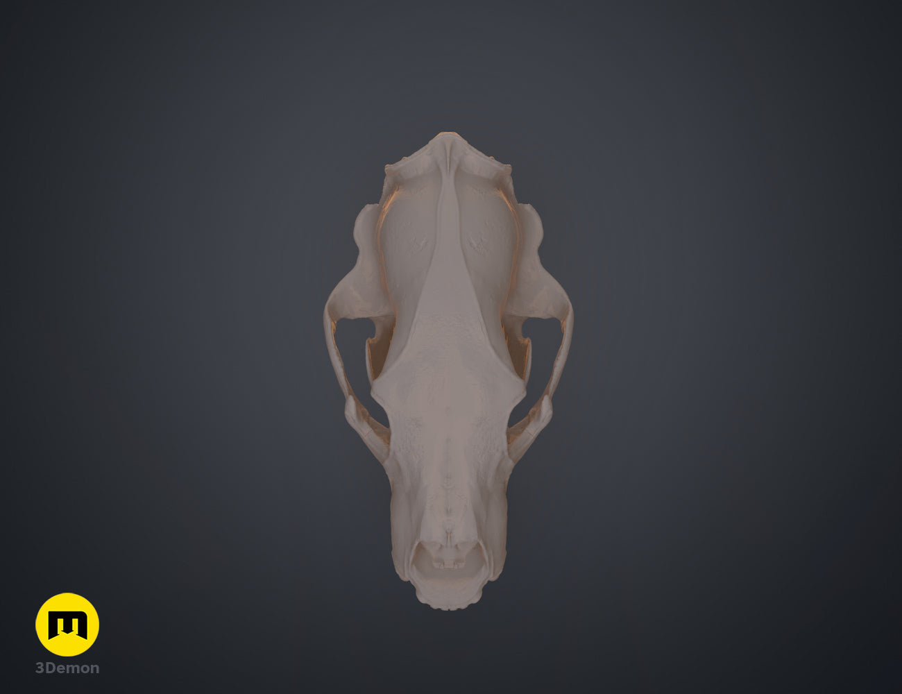 Polar Bear Skull (Ursus Maritimus) – 3Demon