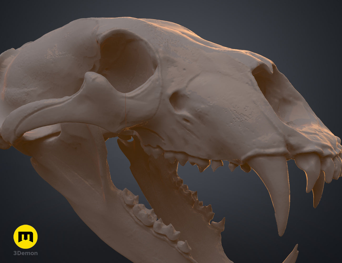 Polar Bear Skull (Ursus Maritimus) – 3Demon