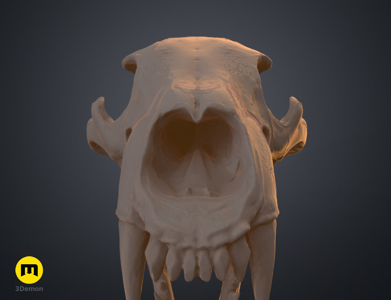 Polar Bear Skull (Ursus Maritimus) – 3Demon