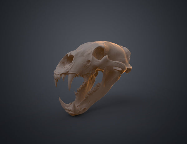 Polar Bear Skull (Ursus Maritimus)