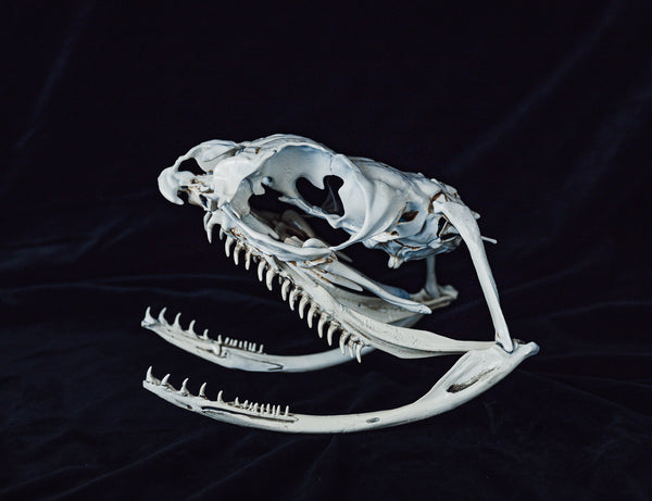 Boiga Snake Skull