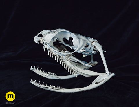 Realistic Skull Collection