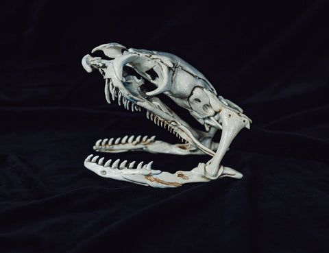 Realistic Snake Skull Collection