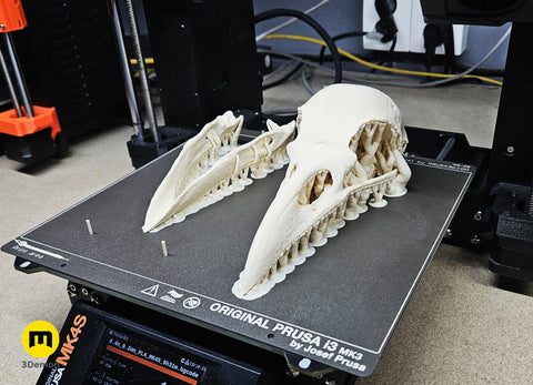 Rook Skull (Corvus Frugilegus)