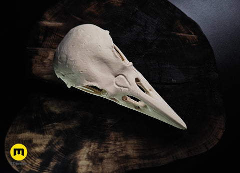 Rook Skull (Corvus Frugilegus)