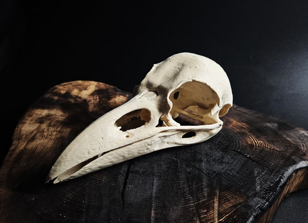 Rook Skull (Corvus Frugilegus)
