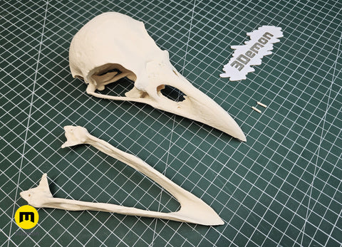 Rook Skull (Corvus Frugilegus)