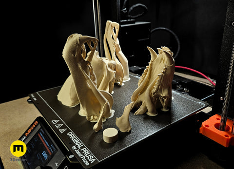 Polar Bear Skull (Ursus Maritimus)