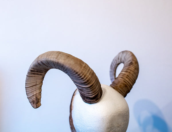 Mouflon horns