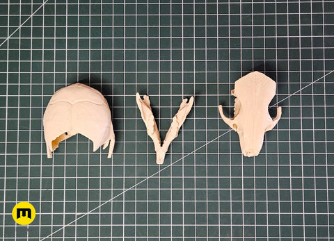 Mouse Skull (Mus Musculus)