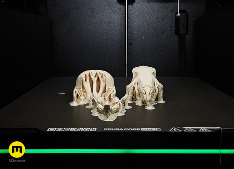 Mouse Skull (Mus Musculus)