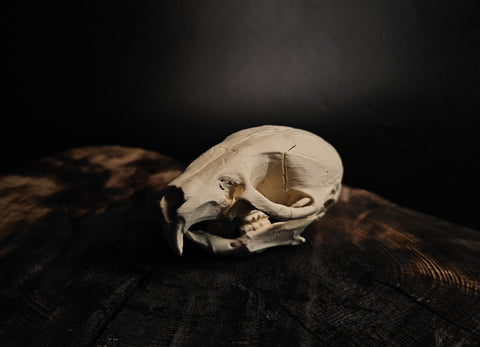 Mouse Skull (Mus Musculus)