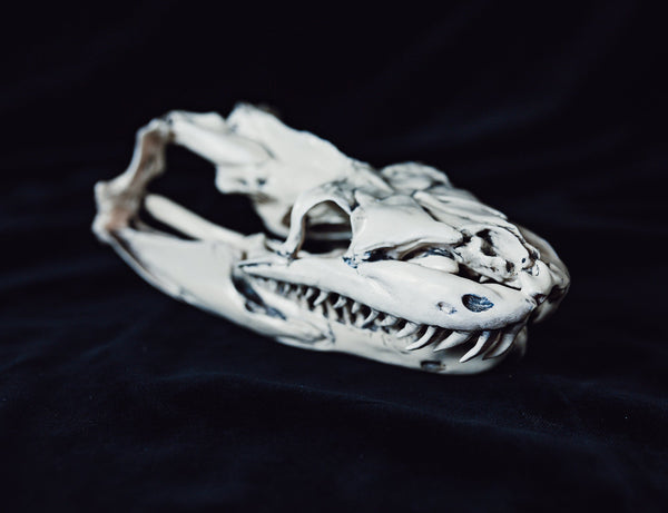 Python Snake Skull
