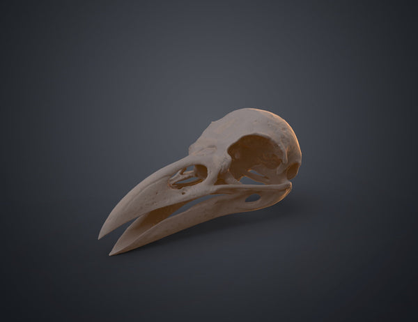 Rook Skull (Corvus Frugilegus)