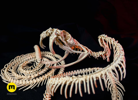 Rattlesnake Skeleton - Realistic Model