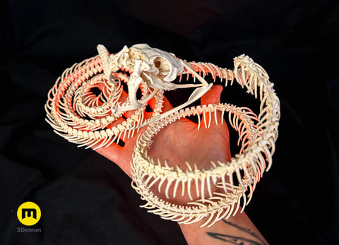 Rattlesnake Skeleton - Realistic Model