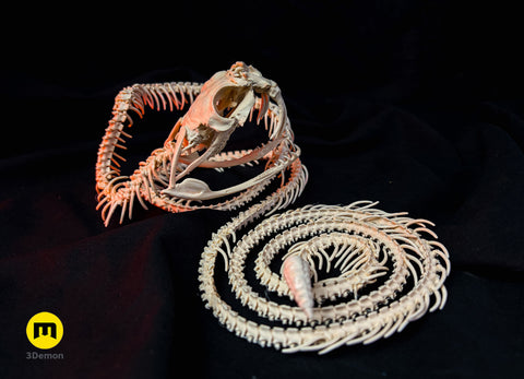 Rattlesnake Skeleton - Realistic Model