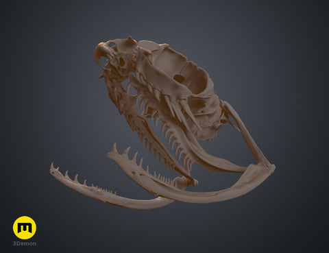 Realistic Skull Collection