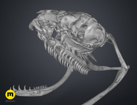 Realistic Snake Skull Collection