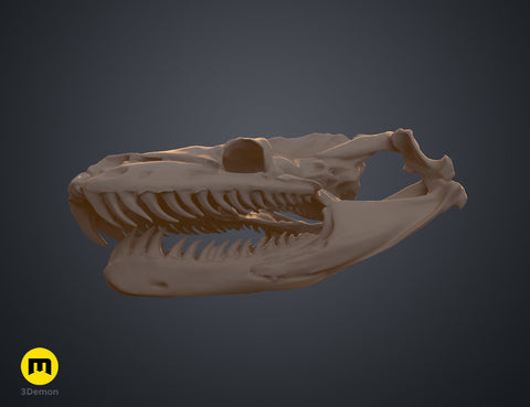 Realistic Skull Collection