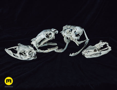 Realistic Snake Skull Collection