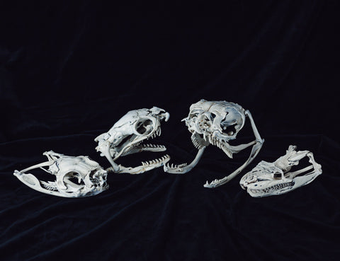 Realistic Snake Skull Collection