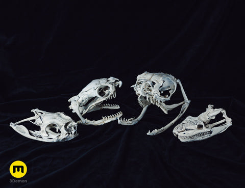 Realistic Snake Skull Collection