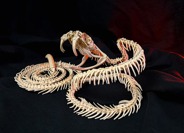 Rattlesnake Skeleton - Realistic Model