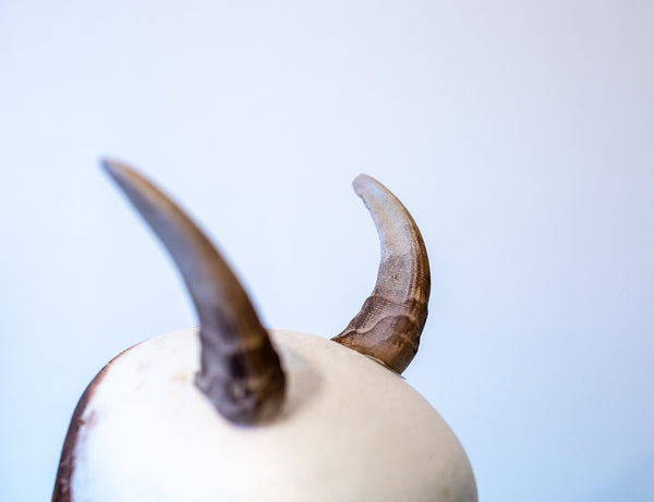 Himalayan tahr horns