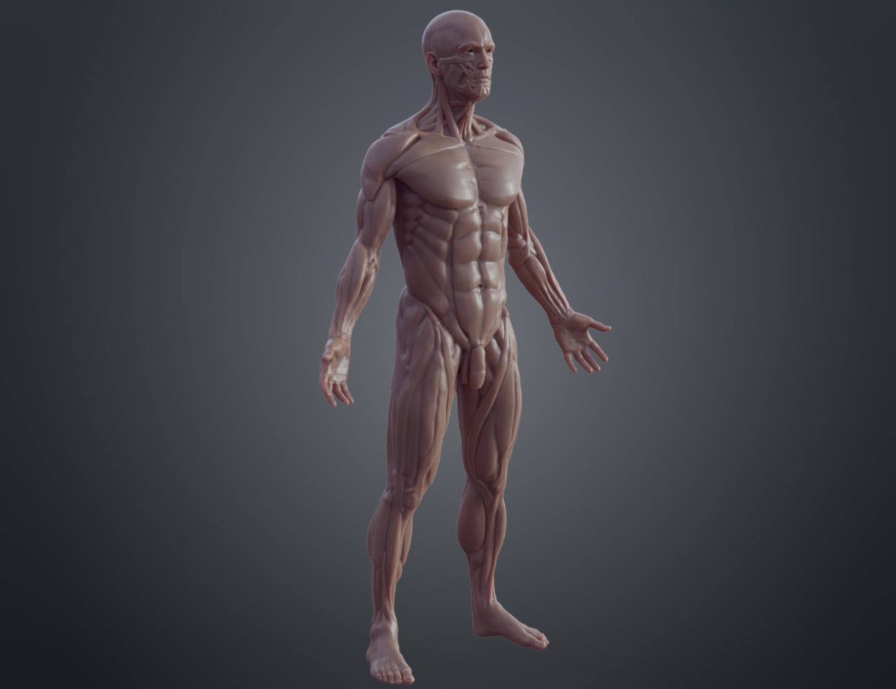 STL preview of Ecorche for printing, muscular human anatomy 3D render, 3D print collectible figure.