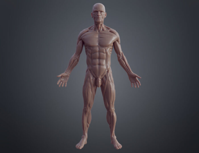 Ecorche for printing — 3D printable STL model