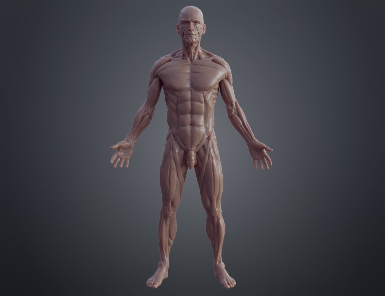 Digital 3D render of Ecorche for printing, anatomical male torso and limbs, 3D print model.