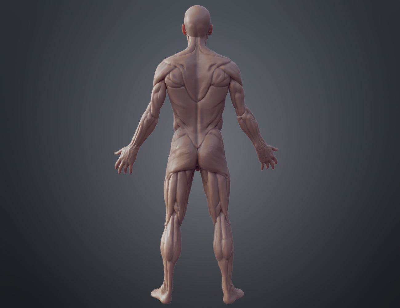 3D model render of Ecorche for printing, muscular human anatomy rear view, 3D print figure.