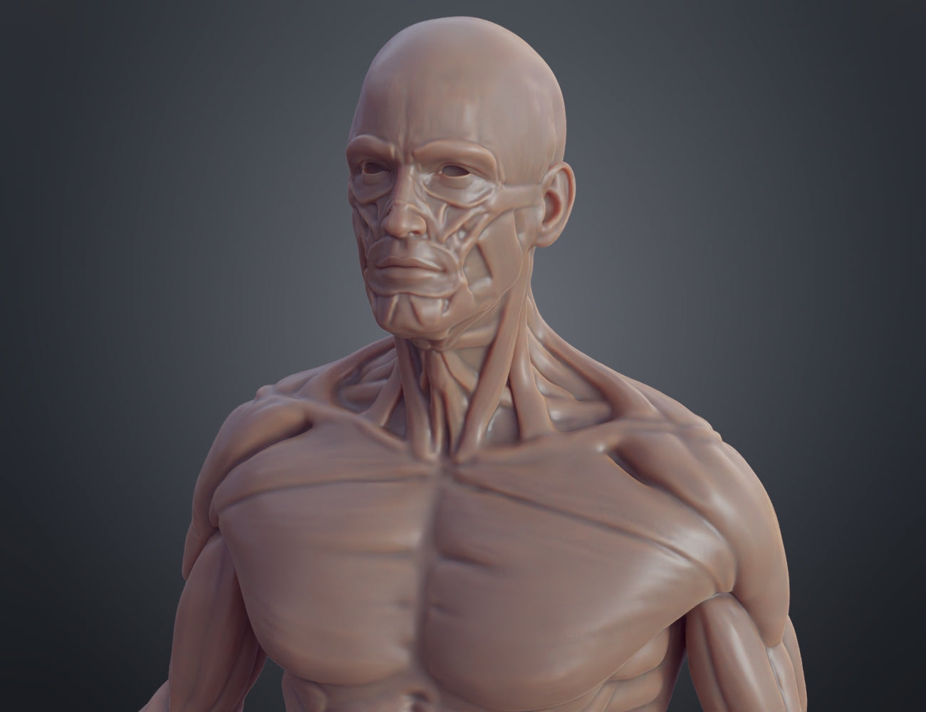 Ecorche for printing STL, muscular upper torso anatomical 3D render, 3D print collectible figure