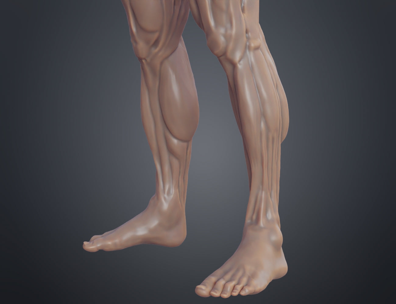 CAD render of Ecorche for printing STL, muscular leg anatomy side view, 3D print figure.