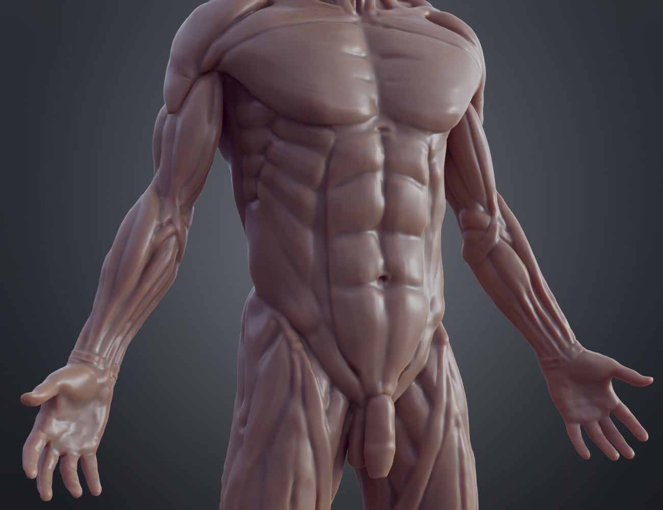 Printable 3D model of Ecorche for printing, muscular torso front view, 3D print anatomy prop