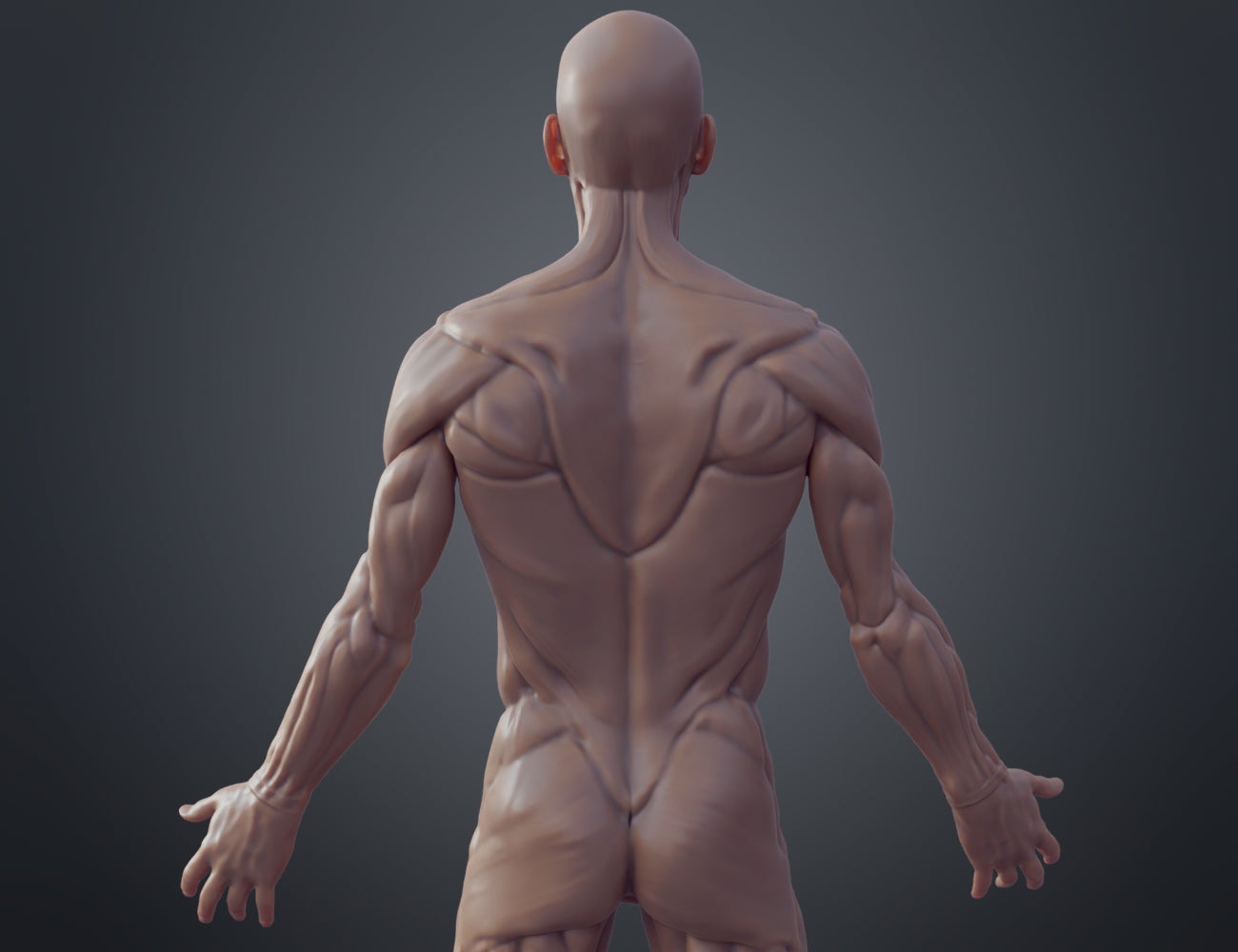 3D model of Ecorche for printing STL, muscular back anatomy 3D print figure