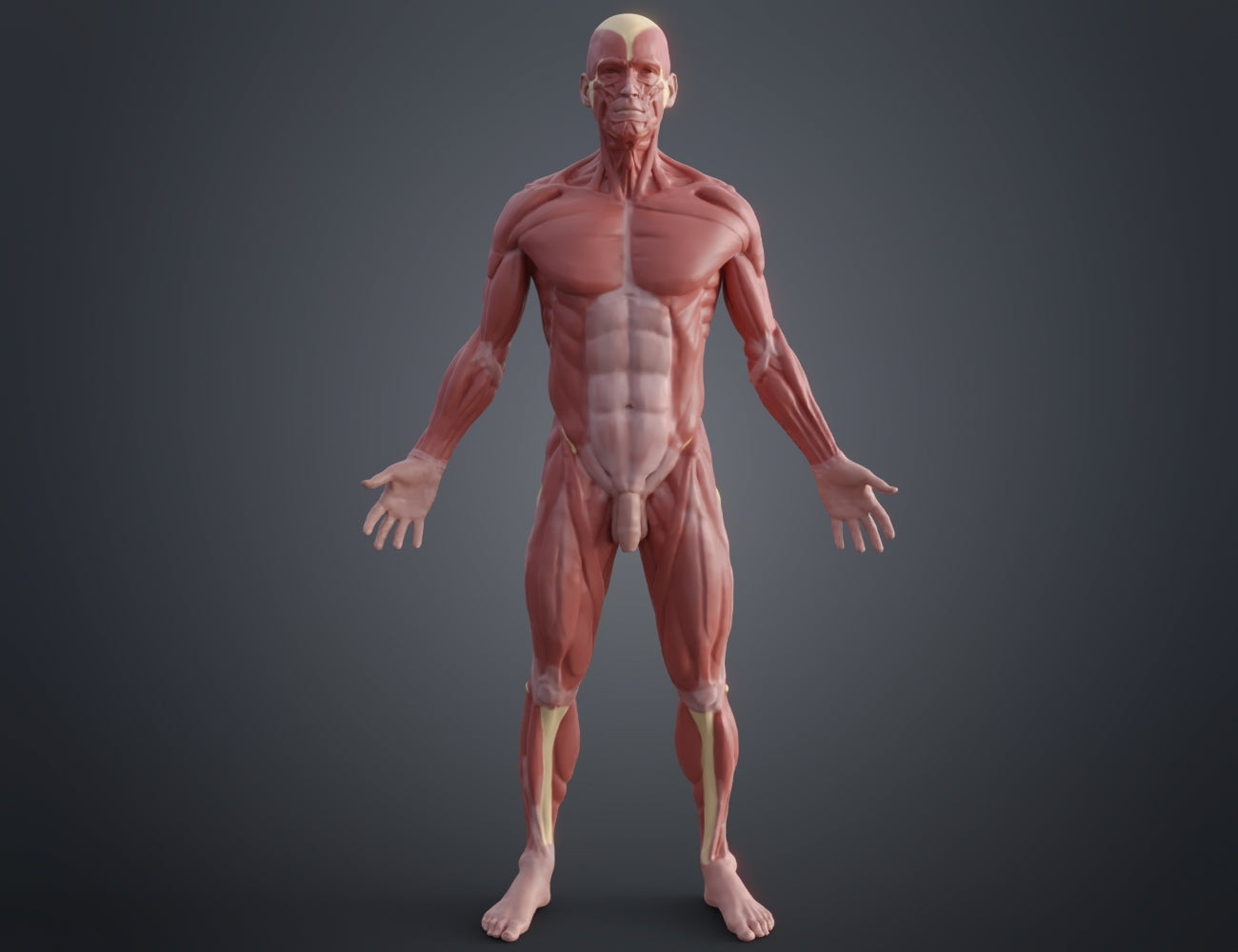 Ecorche for printing STL, front anatomical muscle render, 3D print collectible figure