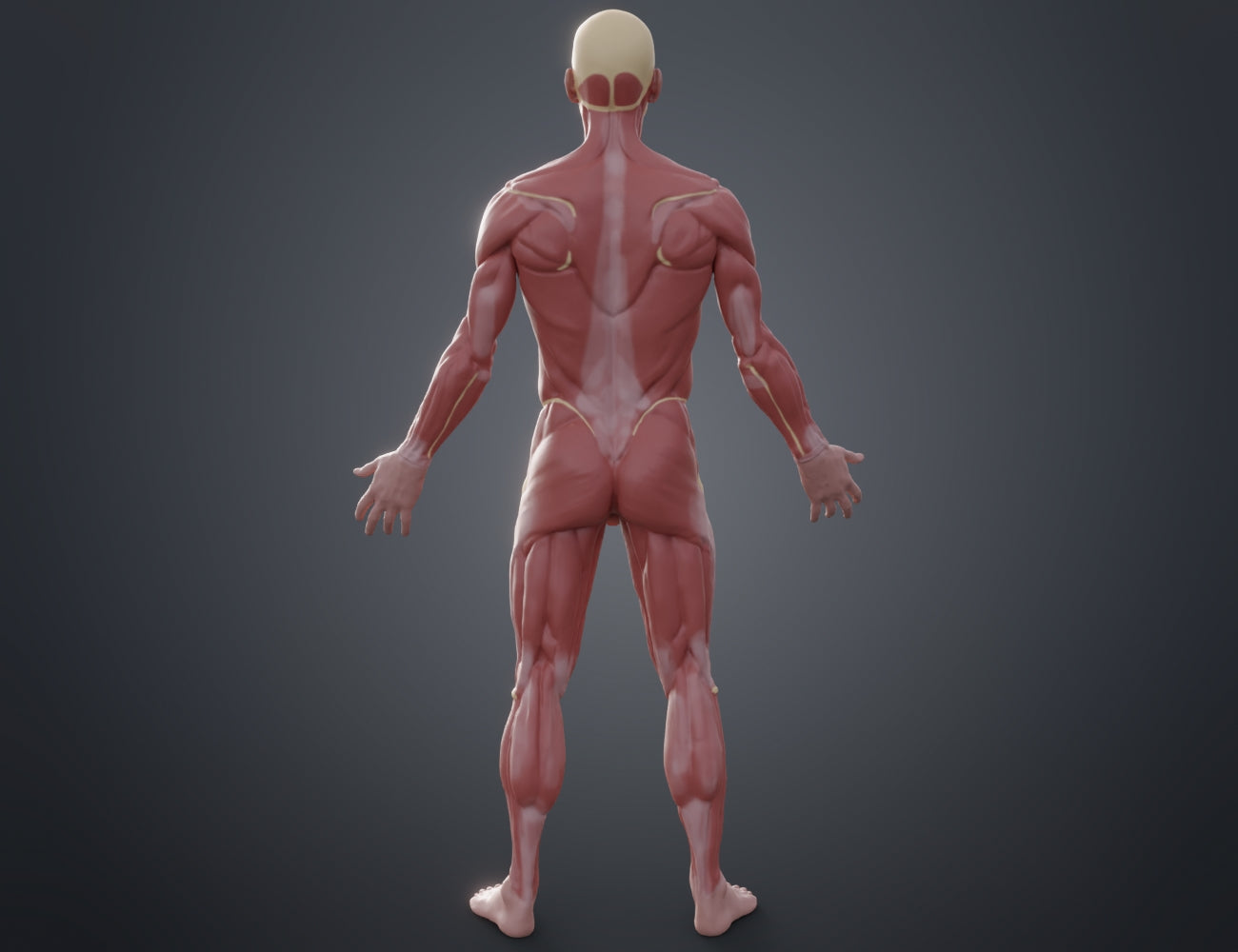 3D visualization of Ecorche for printing STL, rear muscle anatomy 3D printed model