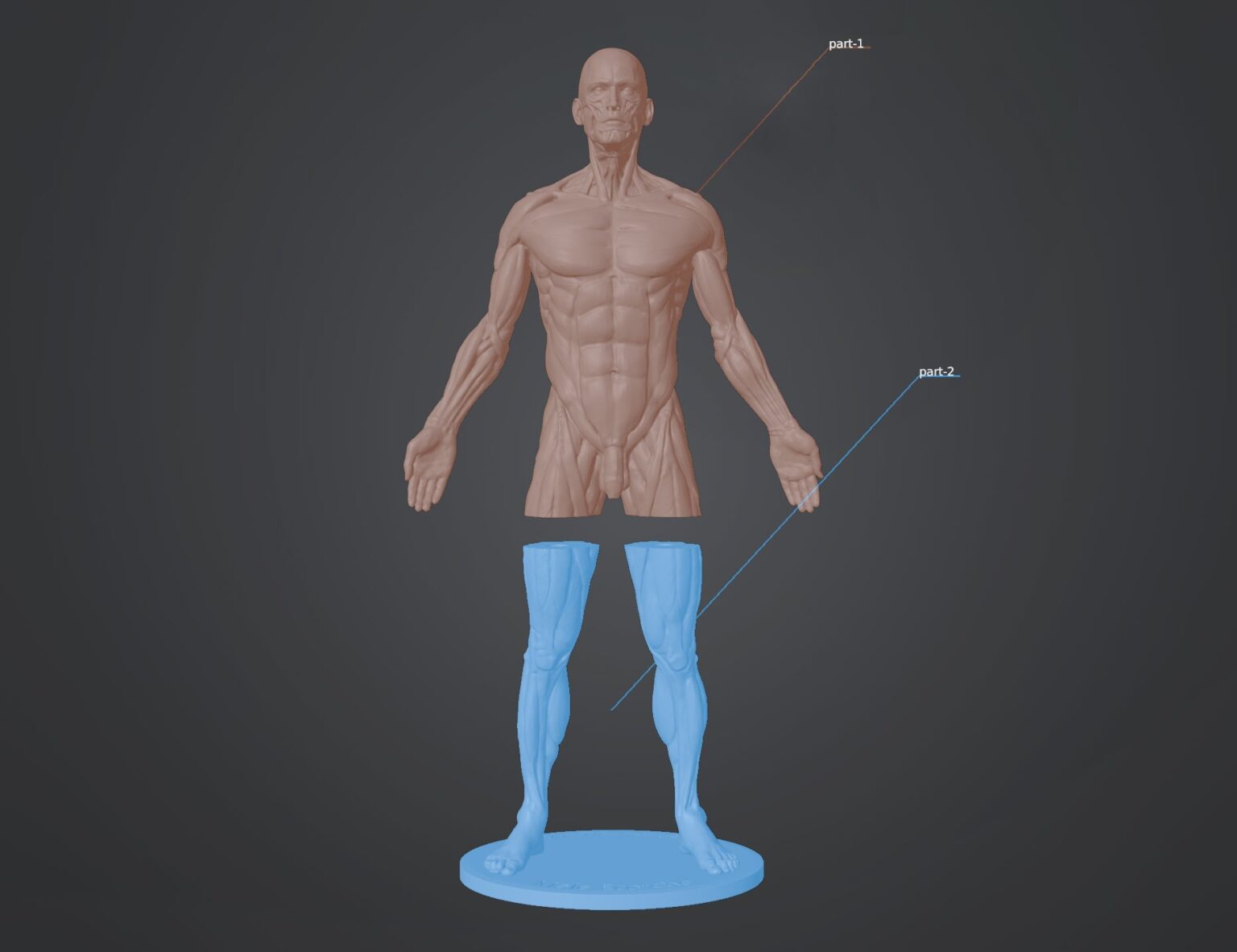 Rendered 3D model of Ecorche for printing, muscular torso and blue lower body parts, 3D print cosplay prop.