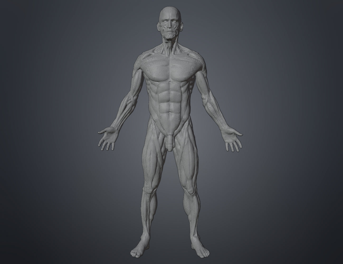 Digital 3D render of Ecorche for printing, front anatomical muscle mesh, 3D print figure.