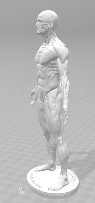 Ecorche for printing 3D print model