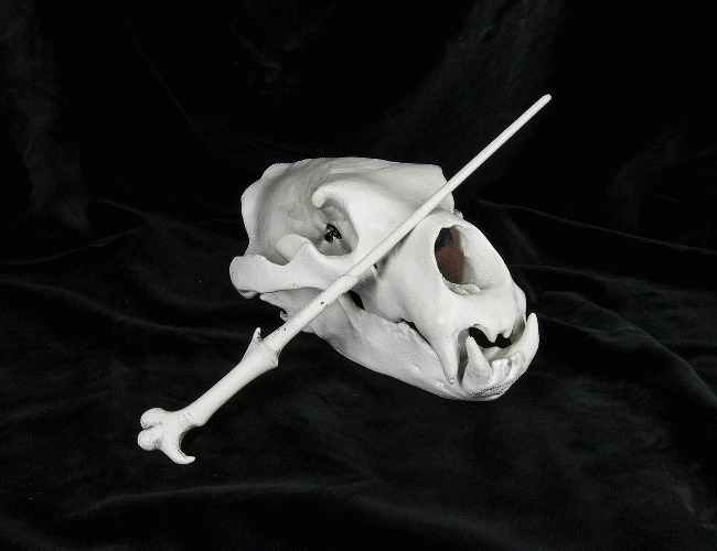 Animated GIF rotating view of 3D printable Lord Voldemort wand replica from Harry Potter by 3Demon