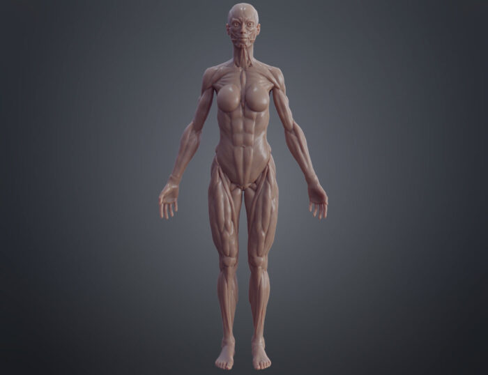 Female ecorche — 3D printable STL model